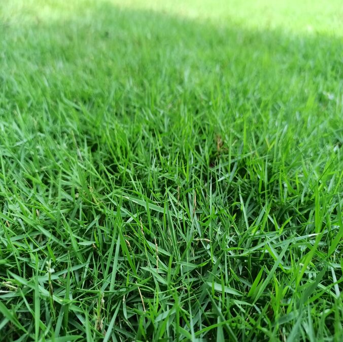 BERMUDA GRASS