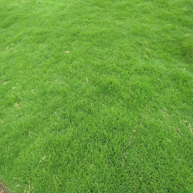 NILGIRI GRASS