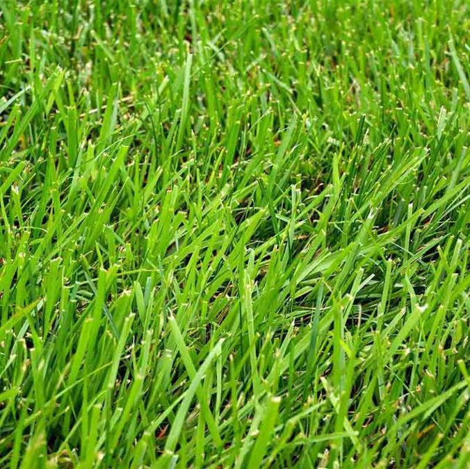 NILGIRI GRASS