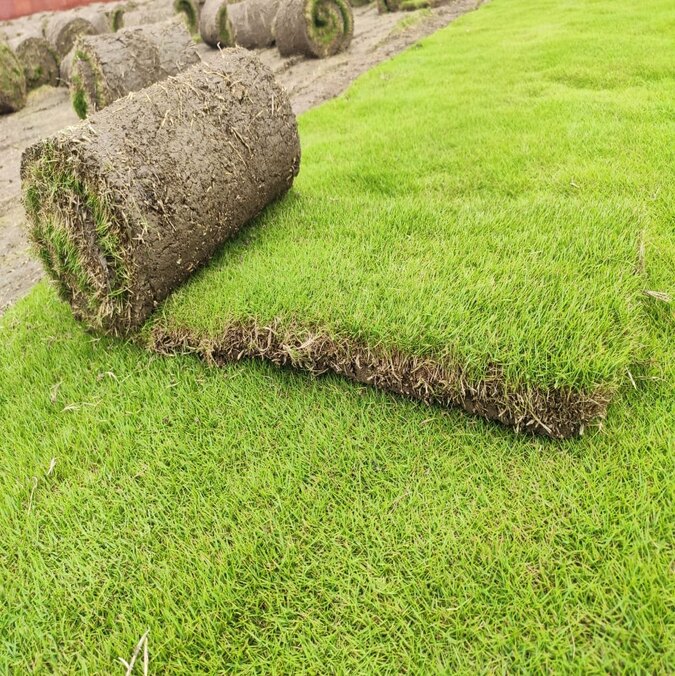 MAXICAN GRASS