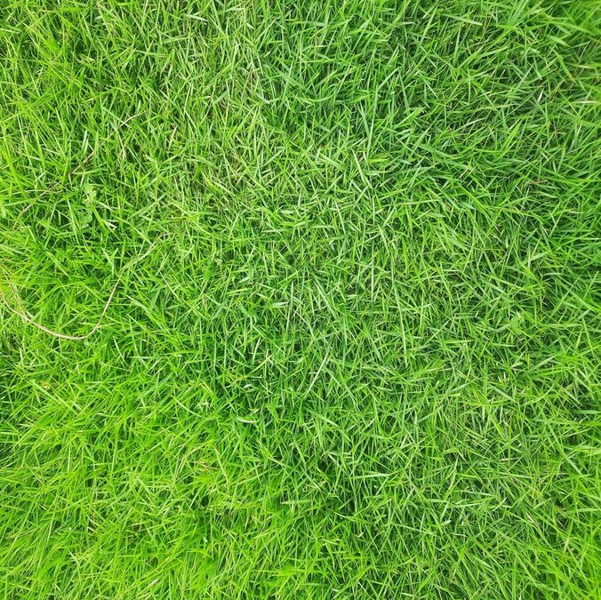 NILGIRI GRASS