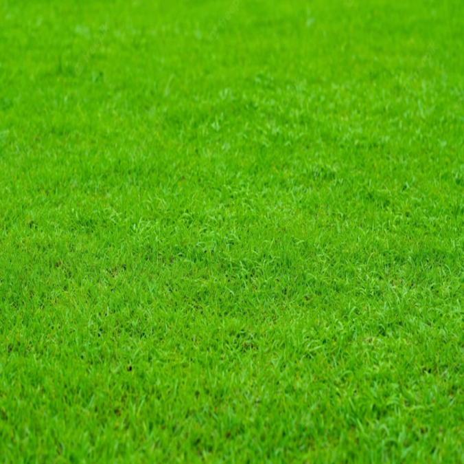 KOREAN GRASS